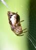 Cyclosa conica